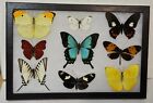 Real framed Butterfly collection #15