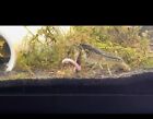 3+1 Juvenile Self Cloning Marbled Crayfish - Home Bred Live Arrival Guarantee