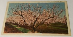 1940's linen postcard peach orchard in bloom Southern Pines North Carolina