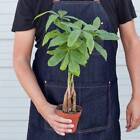 Money Tree 'Guiana Chestnut' Pachira Braid Housewarming Gift Easy Indoor Plants
