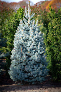50 Blue Spruce Seeds - Christmas Trees (Colorado, Picea pungens) FREE SHIPPING