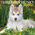 Just Siberian Husky Puppies 2024 12