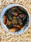 10+ pairs Hissing Cockroaches,Dubia alternative,bug,reptile,feeder,insect