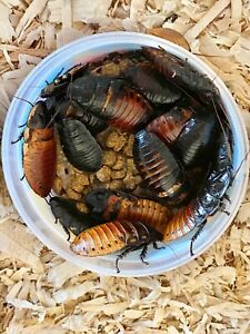 10+ pairs Hissing Cockroaches,Dubia alternative,bug,reptile,feeder,insect