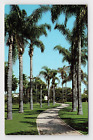 Postcard Anaheim California City Park Palm Trees Walk Path Scenic View CA