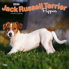Browntrout Jack Russell Terrier Puppies 2024 12 x 12 Wall Calendar w