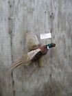 RINGNECK PHEASANT ROOSTER - FLYING RIGHT - MOUNT - TAXIDERMY