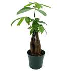 Money Tree, Pachira aquatica, water chestnut, very large bonsai plant, Perfect H