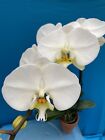 Phalaenopsis NOID White (ZTF) Orchid ONE SPIKE Blooming 4” Pot Windowsill