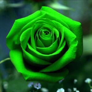 Bright Green Rose Rose Bush 20 or 100 Seeds~Rare-Free Shipping-USA Seller