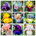 Mixed Color Rare Iris Flower Seeds (30pcs) - Perennial, Iris for Autumn Blooms
