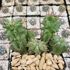 Euphorbia horrida monstrose cactus Cacti Succulent real live plant