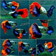 1 Trio  -Live  Guppy Fish High Quality-Platium Dumbo Red Tails   Big Ear