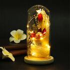 Rose in Glass Micro Landscape Flower Light Lamp for Birthday Christmas Gift US