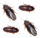 Dubia Roaches Starter Colony Female & Male