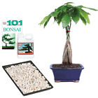 Braided Money Tree Bonsai Complete Gift Set With Care Items Live Indoor Plant 9