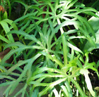 Anthurium podophyllum live plant, Lacy Leaf Aroid houseplant in 3