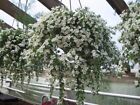 Snowtopia Bacopa White  (10) Live Plant Plugs
