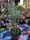 6” + Live Plant Crassula Tetragona Mini Pine Tree