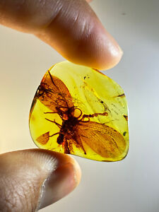 Burmese burmite Cretaceous Butterfly Ancestors insect fossil amber Myanmar