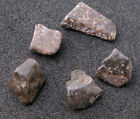 NWA 869 Meteorite Chondrite Stone Specimen 5 PCS LOT Rock Authentic Guaranteed