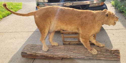 Old Vintage Taxidermy Full Size African Big Cat Mount With Wood Stand