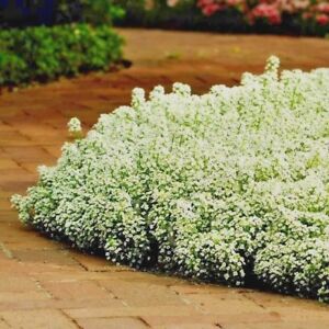 1501+DWARF SWEET ALYSSUM Flower Seeds Drought Heat Groundcover Container Easy
