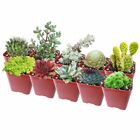 Winter Hardy Succulents Pack | Types of Cold-Hardy Succulents