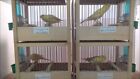 Song Canary Bird Training Cage