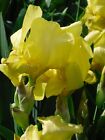 Lot of 2 Yellow Irises--  WOW!  GORGEOUS!  & CHEAP!!!