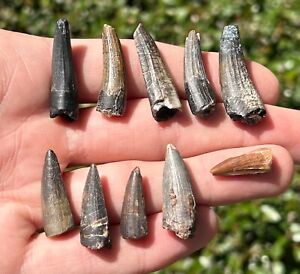 Suchomimus Dinosaur Teeth Fossils Wholesale Lot of 10 from Niger Spinosaurid