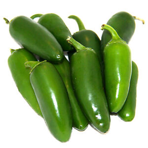 Early Jalapeno Pepper Seeds | Non-GMO | Free Shipping | Seed Store | 1002