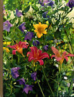 New ListingThe Time-Life Encyclopedia of Gardening   Perennials