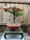 AWESOME! Fantastic Japanese Maple Pre-Bonsai, 14 Years, Huge Trunk