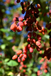 Goji berry 50+ seeds {Lycium chinense} Heirloom NON-GMO Free Shipping!