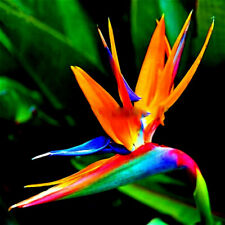 ORANGE BIRD of PARADISE SEEDS (Strelitzia reginae) Tropical Crane Flower Plant