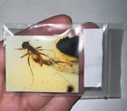 Dinosaur age Fossil AMBER WITH BUG AND PIC Lot! AUTHENTICITY TESTED! 1 Per Order