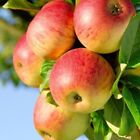 25 Honeycrisp Apple Tree Seeds - FRESH SEEDS