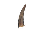 Real Brown Goat Horn: Small (318-1BRS-AS) 8UP13