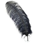 OSTRICH FEATHER PLUMES 23