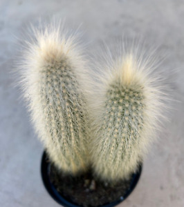 Cleistocactus Strausii 'Silver Torch Cactus', 2 heads, Comes in a 3.5