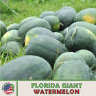 10 Florida Giant Watermelon Seeds, Heirloom, Non-GMO, Genuine USA