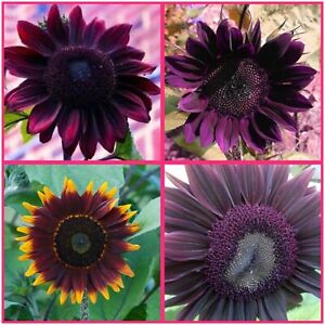 Ultimate Purple Sunflower Seeds Rare Mix Pack 20+ Seeds 2024 Non-GMO Free Ship