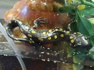 25 Yellow Spotted Salamander/Eastern Newt EGGS