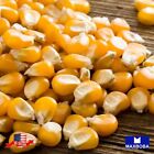 Fresh!!Sweet - Golden Bantam Corn Seeds (op) - Non-GMO Heirloom Vegetable