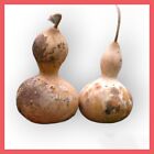 10 Birdhouse Gourd seeds | Calabash | crafts | decoration |
