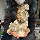 New Listing6.16LB  Large natural and beautiful ammonite fossils and conch crystal specimens