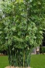 Seabreeze bamboo seeds  ( 50 Seeds ) Bambusa Malingensis