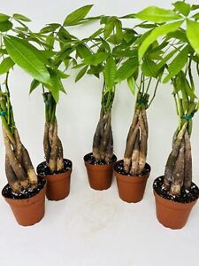 5 Pack Money Tree Plants Pachira Aquatica Live Indoor In 5 Inch Training Pots