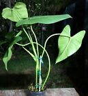Philodendron Species Plant 5
